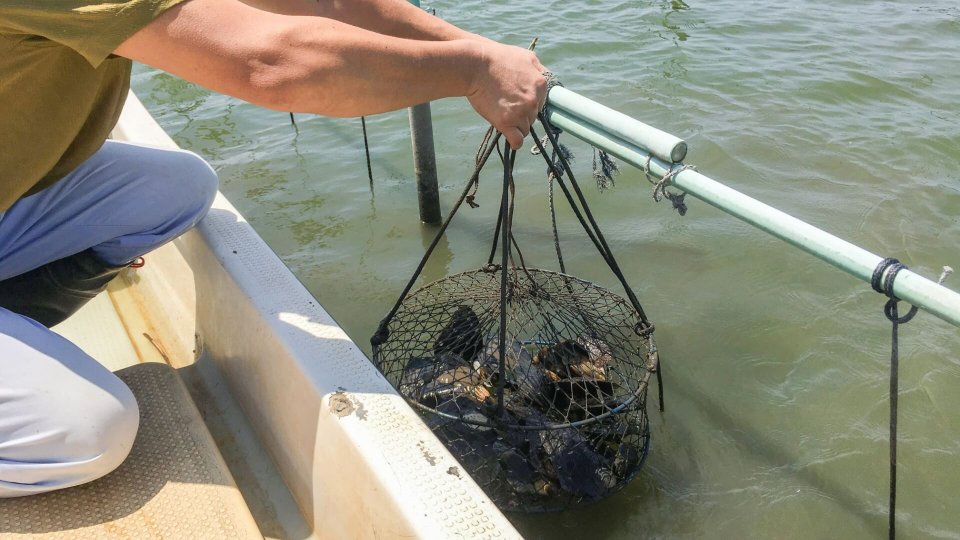 ⑤母貝【3年間】西の湖の漁場で3年間、20cm程度になるまで育てます。